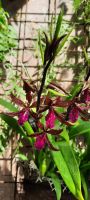Orchideen