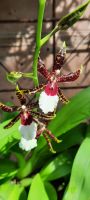 Orchideen &ndash; &copy; Betina Marinow (Eberhardt TRAVEL)