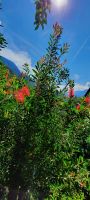 Starrer Zylinderputzer &ndash; &copy; Betina Marinow (Eberhardt TRAVEL)