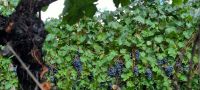 Wein &ndash; &copy; Betina Marinow (Eberhardt TRAVEL)