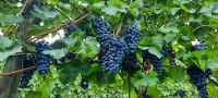 Wein &ndash; &copy; Betina Marinow (Eberhardt TRAVEL)