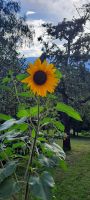 Sonnenblumen &ndash; &copy; Betina Marinow (Eberhardt TRAVEL)