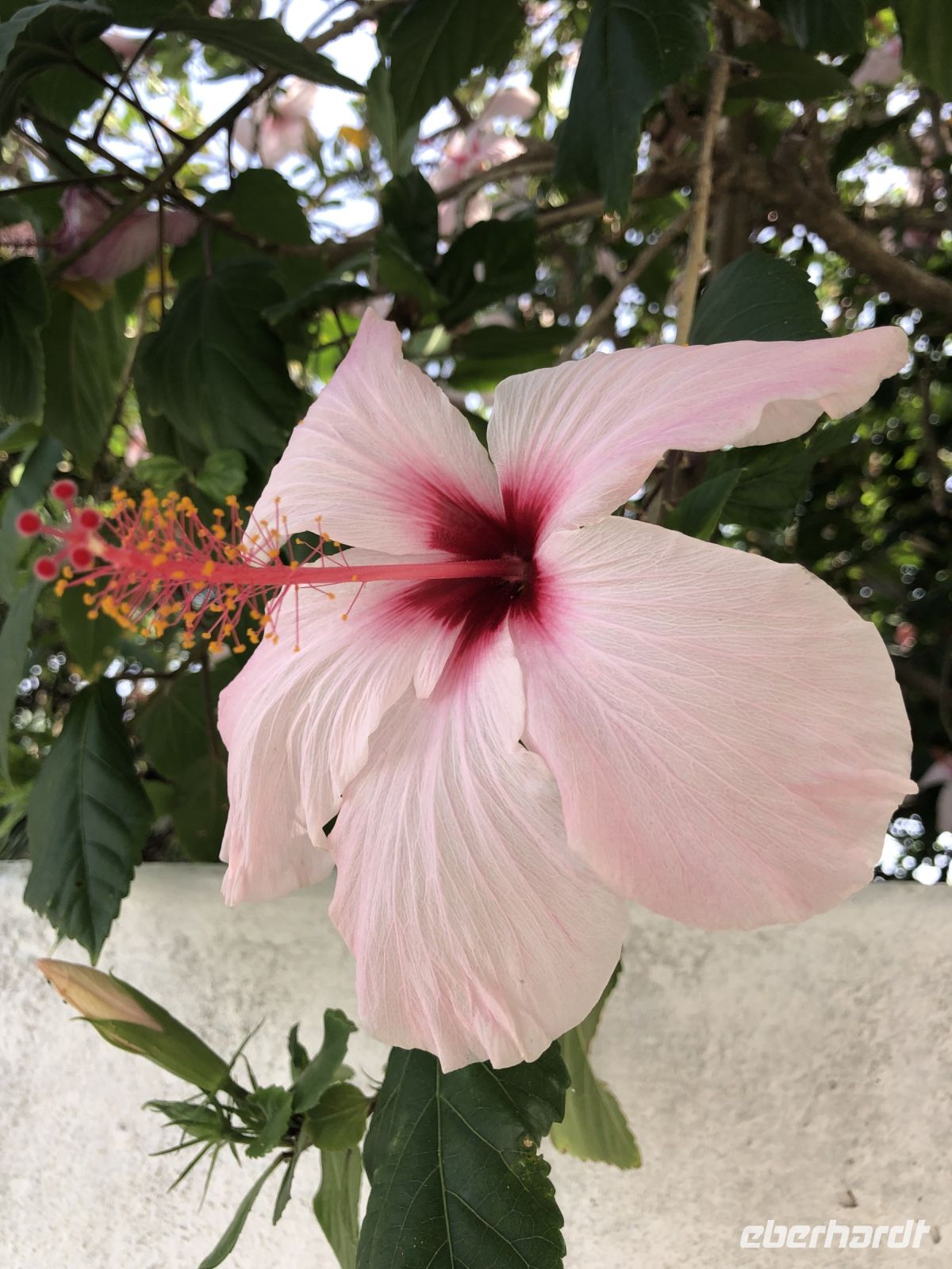 Hibiskus &ndash; &copy; Sabine C. Seifert (Eberhardt TRAVEL)