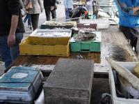 Frischer Fisch