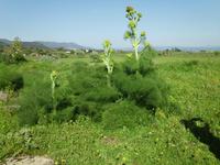 Riesenfenchel &ndash; &copy; Angelika Werner (Eberhardt TRAVEL)