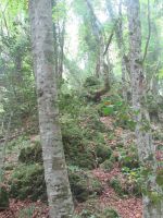 Apulien-Foresta Umbra-etwas krumm.JPG &ndash; &copy; Marieta Beck (Eberhardt TRAVEL)