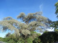 Valle d`Itria - jeder Baum ist eine Pracht.JPG &ndash; &copy; Marieta Beck (Eberhardt TRAVEL)
