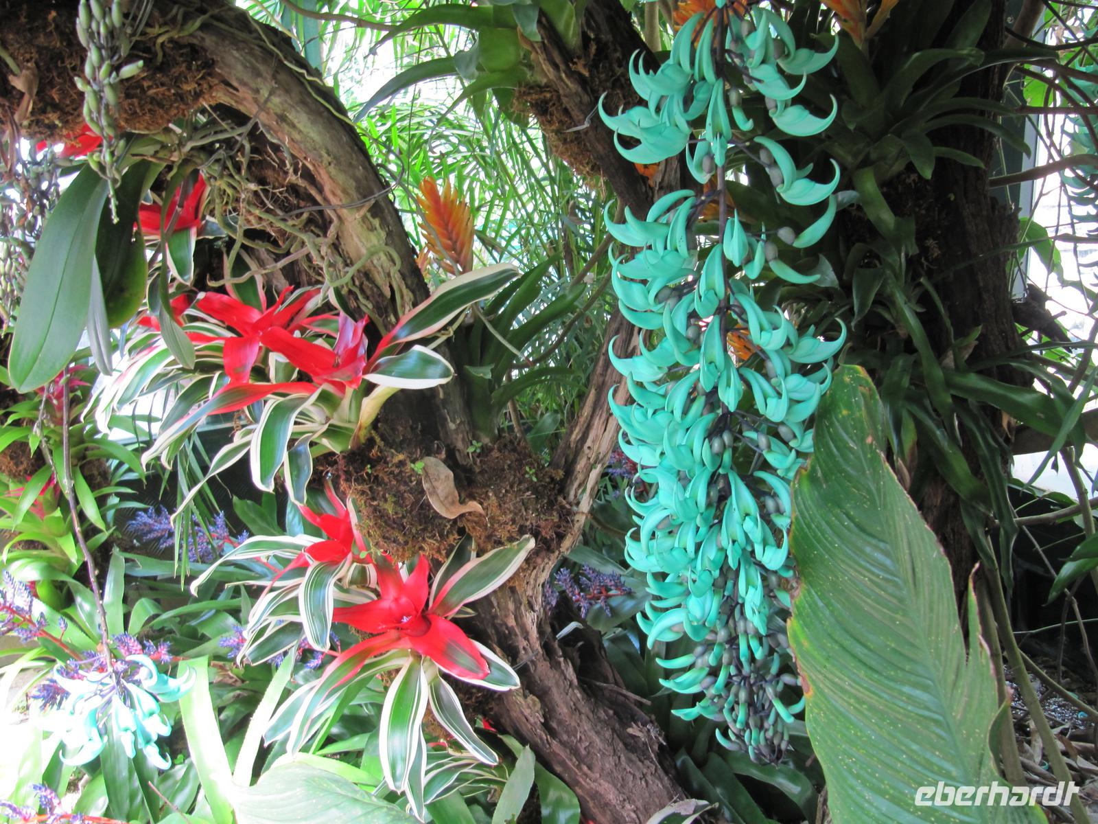 Mortella Garten &ndash; &copy; Petra Sauer (Eberhardt TRAVEL)