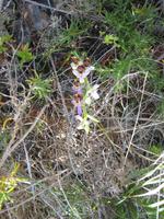 Hummelorchidee &ndash; &copy; Ria Heilmann (Eberhardt TRAVEL)