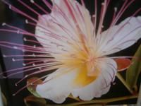 Kapernblüte &ndash; &copy; Gabriele Schwarze (Eberhardt TRAVEL)