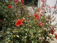 Hibikusblüten &ndash; &copy; Gabriele Schwarze (Eberhardt TRAVEL)