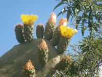 Kaktusfeigenblüten &ndash; &copy; Gabriele Schwarze (Eberhardt TRAVEL)