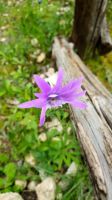 Anemone &ndash; &copy; Ria Heilmann (Eberhardt TRAVEL)