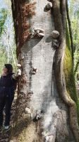 Baumpilze der besonderen Art - Zunderschwamm &ndash; &copy; Ria Heilmann (Eberhardt TRAVEL)