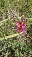 Orchidee &ndash; &copy; Ria Heilmann (Eberhardt TRAVEL)
