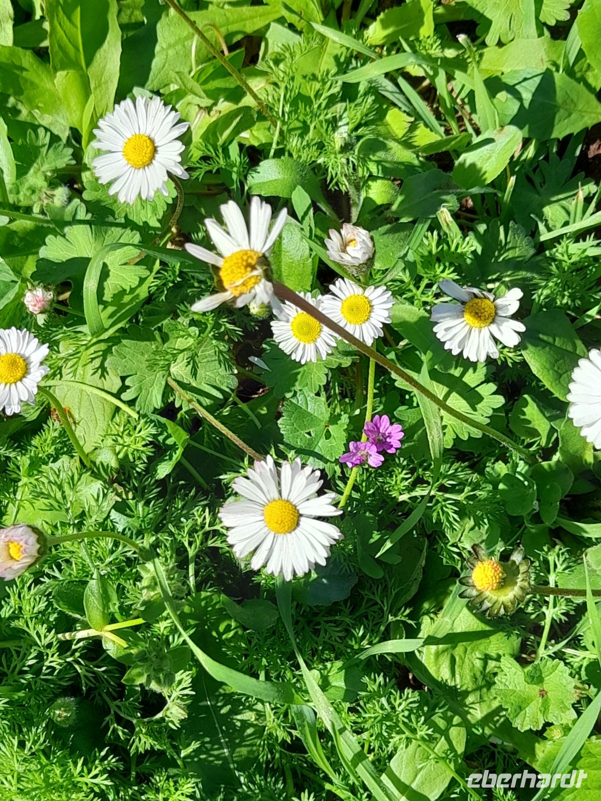 Frühling und Blumen vom Feinsten  &ndash; &copy; Ingrid Langer (Eberhardt TRAVEL)
