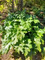 Acanthus Blätter &ndash; &copy; Ingrid Langer (Eberhardt TRAVEL)