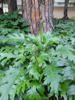 Acanthus &ndash; &copy; Ingrid Langer (Eberhardt TRAVEL)