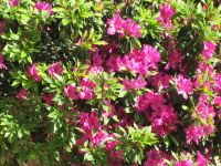 Rhododendron &ndash; &copy; Heike Heinen (Eberhardt TRAVEL)