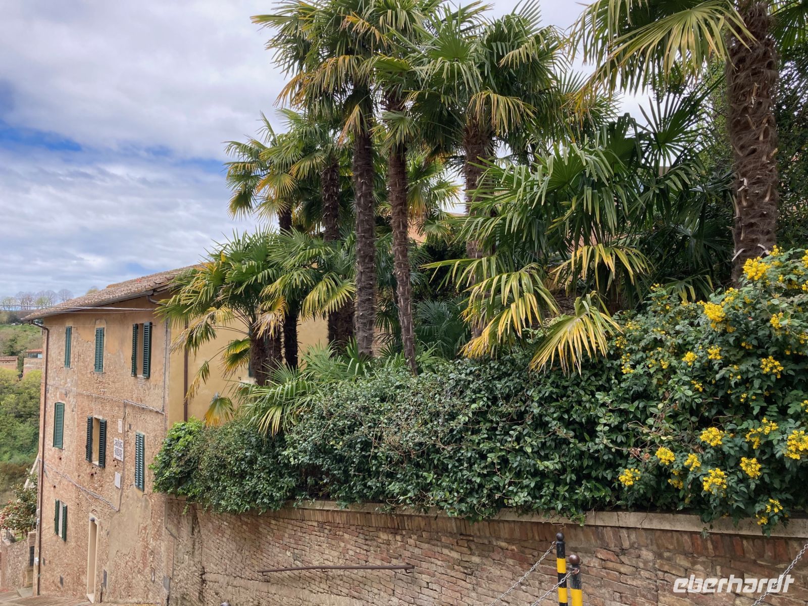 4. Reisetag – Stadtführung durch Siena – Palmen in der Altstadt &ndash; &copy; Andreas Wolfsteller (Eberhardt TRAVEL)