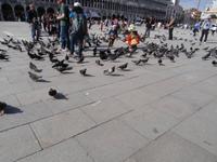 Tauben am Markusplatz &ndash; &copy; Ingrid Langer (Eberhardt TRAVEL)