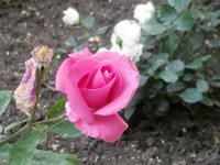 Rose auf der Insel &ndash; &copy; Ingrid Langer (Eberhardt TRAVEL)