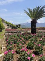 Blumenwiese im Graten der Villa Rufolo in Ravello &ndash; &copy; Andrej Kulikov (Eberhardt TRAVEL)