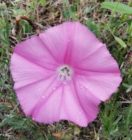 Eine Winde im Gargano, Ipomoea purpurea &ndash; &copy; Simone Willner (Eberhardt TRAVEL)