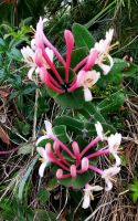 Geißblatt Lonicera caprifolium &ndash; &copy; Simone Willner (Eberhardt TRAVEL)