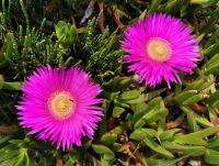 Hottentottenfeige Carpobrotus edulis &ndash; &copy; Simone Willner (Eberhardt TRAVEL)