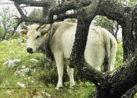 Podolische Kuh &ndash; &copy; Simone Willner (Eberhardt TRAVEL)