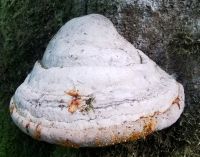 Baumpilz, Foresta Umbra &ndash; &copy; Simone Willner (Eberhardt TRAVEL)