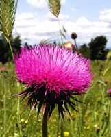 Distel &ndash; &copy; Simone Willner (Eberhardt TRAVEL)