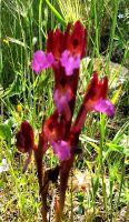 Zungenstendel, Orchidee &ndash; &copy; Simone Willner (Eberhardt TRAVEL)