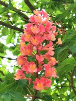 Kastanienblüte &ndash; &copy; Simone Willner (Eberhardt TRAVEL)