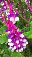 Wunderschöne Blüte im Valle d´ Itra &ndash; &copy; Simone Willner (Eberhardt TRAVEL)