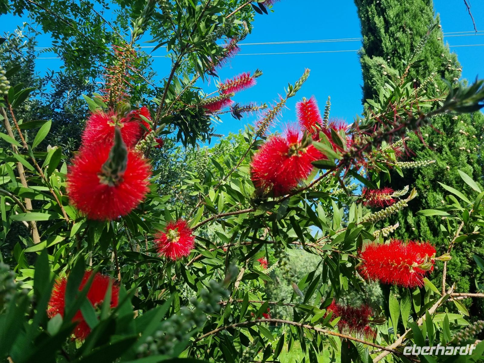 Flaschenputzerbaum  &ndash; &copy; Katrin Deutschbein (Eberhardt TRAVEL)