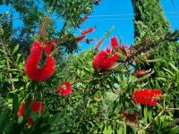 Flaschenputzerbaum  &ndash; &copy; Katrin Deutschbein (Eberhardt TRAVEL)