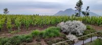Das Weingut Castellaro &ndash; &copy; Birgit Hattich (Eberhardt TRAVEL)