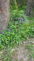 175 – Italien, Trentino, Adamello-Brenta &ndash; &copy; Vivien Fiedler (Eberhardt TRAVEL)
