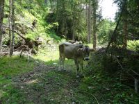 Muuuuuuuh! &ndash; &copy; Doreen Päßler (Eberhardt TRAVEL)