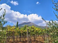 Weingut Cantina del Vesuvio &ndash; &copy; Heike Jack (Eberhardt TRAVEL)