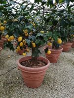 Im Zitrusgarten