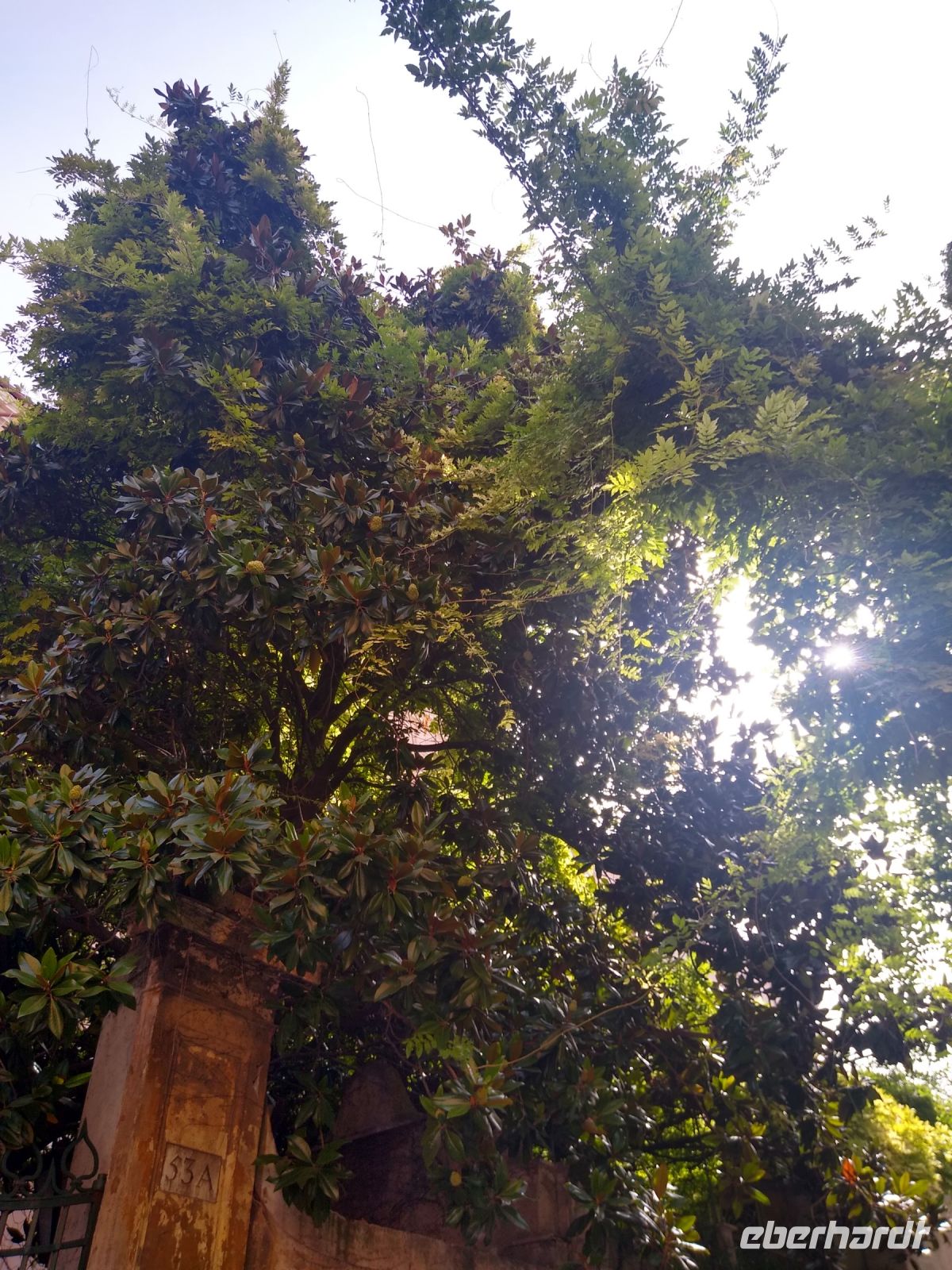 200 Jahre alte Magnolie &ndash; &copy; Johanna König (Eberhardt TRAVEL)
