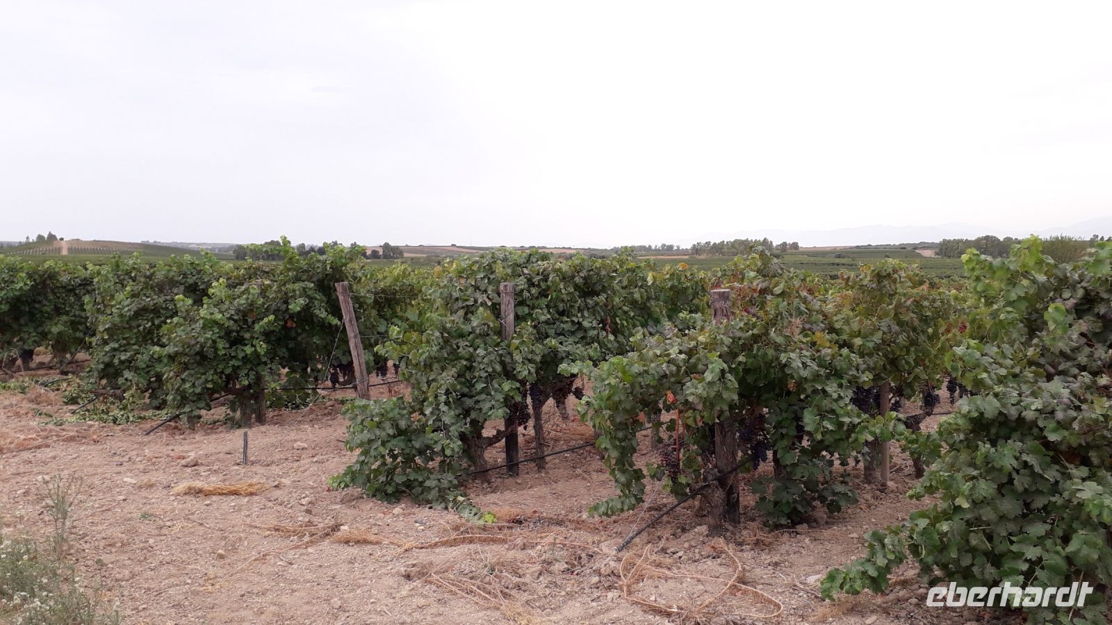 Weinreben &ndash; &copy; Julia Kies (Eberhardt TRAVEL)