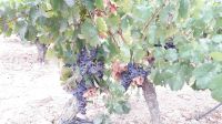 Die Weinrebsorte 