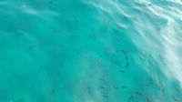 Fische, die unser Boot eine Weile begleitet haben &ndash; &copy; Julia Kies (Eberhardt TRAVEL)