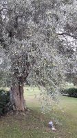 Olivenbaum &ndash; &copy; Julia Kies (Eberhardt TRAVEL)
