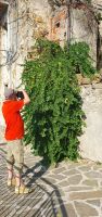 Cilento, Pollica, riesiger Kapernstrauch ist ein Foto wert &ndash; &copy; Ria Heilmann (Eberhardt TRAVEL)