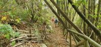 Abstieg durch den Kastanienwald &ndash; &copy; Ria Heilmann (Eberhardt TRAVEL)